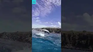 Intelligent Dolphins with Impressive Circus Skills #shorts #dolphin #circus #ocean #viralvideo