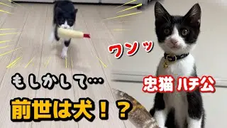 【子猫との日常】この猫、前世は犬かも！？ |忠猫ハチ公 |