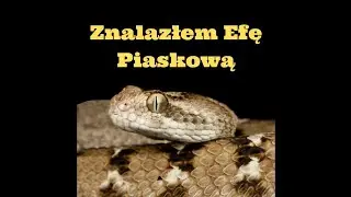 Efa Piaskowa- Znalazłem ją na pustyni
