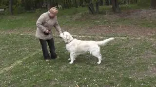 Golden retriever from 