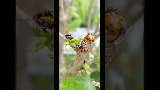 🐞 Ladybugs stuck around! Aphids keep coming, they keep eating! #shorts