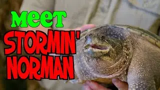 Meet Stormin' Norman the Snapping Turtle in 4k