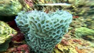 Dive Site: Weber’s Joy, Bonaire