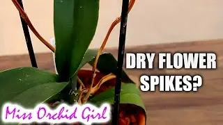 Phalaenopsis Orchid spike is drying - what to do?