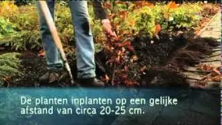 Beukenhaag planten