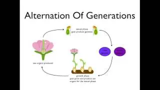 Alternation of Generations (angiosperms)