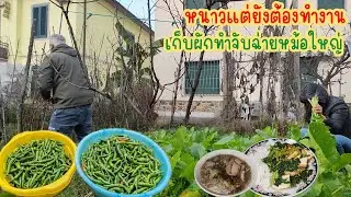 โละพริกเกลี้ยงสวน​ หนาวแต่ยังต้องช่วยกัน​ทำงานในสวนผัก.Ep137/2025