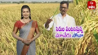 Wonderful yields with Maner sona paddy in kharif- experience by Nizamabad farmer | ETV