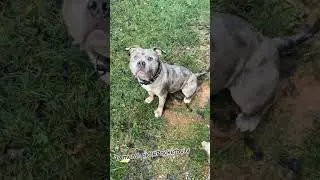 19 month old pocket bully up for stud in the nashville & tennessee erea #ABKC #Pocketbully