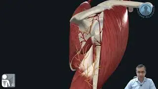Intermuscular Spaces of Axillary Muscles