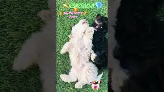 #suscribirse #perritosfelices #perritosgraciosos #puppy