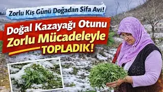 ❄️🌿 Zor da Olsa Bulduk Topladık! Kış Günü Doğadan Doğal Kazayağı Otu