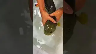 Channa Barca: Ikan Hias Langka yang Bikin Kolektor Terpana! 🐟💎#viral #fypシ #fyp #shorts