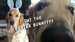 Puppy gets ready for first Easter!