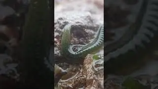 Weird Ocean Worm! 😯🌊 #shorts #weird #worms #ocean #sea #sealife #seaanimals #viral #explore