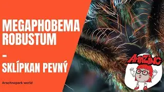 Skl&iacute;pkan Megaphobema robustum - popis druhu: Arachnopark World #arachnopark.cz