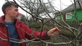 Обрезка груши 4 5 летнего   возраста, часть 2