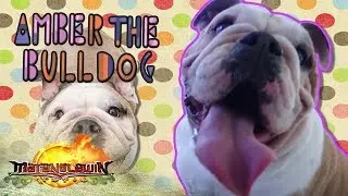 Amber The Bulldog | Matanglawin