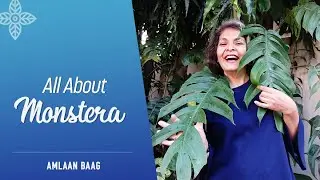 All About Monstera | इन तरीकों से पाएं मॉन्सटेरा की बड़ी पत्तियां