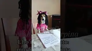 Nota! 📘😂 #jackrussell #comedy #nota #scuola #mammaefiglia  #merybijouesciarpina