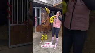 BACKSTAGE SHOOTING NOUVEL AN #equestrian #funnyvideo #cheval