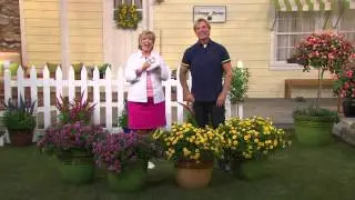 Cottage Farms 6-Piece Cascade Groundcover in Lavender with Carolyn Gracie