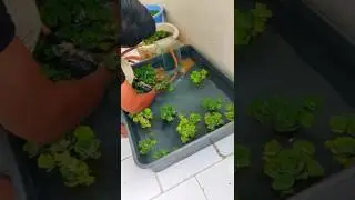 AMAZING OUTDOOR SET UP FOR GUPPIES🐟 #guppy #viral #guppyfish#aquarium #fish