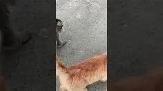 Homeless hungry cats run to eat #cats #cat #homelesscat #kittens #hungrycats #animals