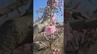 Spring has arrived... in California. Visit the Fresno County Blossom Trail!