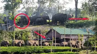 Wild elephants surrounded a house and attacked it in front of villagers.#elephant #wildlife #animals
