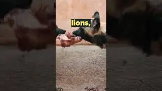 This Animal Has Incredible Hunting Success Rate