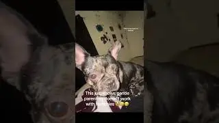 Dogs Always Create Moments