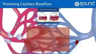 Therapy Laser: The Fundamental Mechanisms