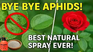 Best Natural Remedy Against Aphids Made In 3 Minutes | The Secret of Wood Ash
