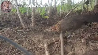 เสียงไก่ต่อตัวเมียร้องหาคู่เสียงชัด  suab poj qaib seev zoo heev 100%