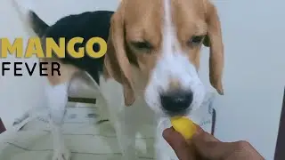 Beagle Eating Mango  ||  Tovi Tasting Mango