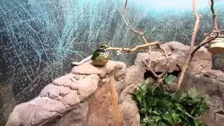 White-eared Catbird. Denver Zoo (January 8th, 2016)