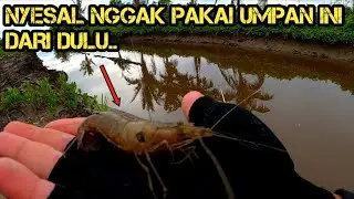 MANCING PAKAI UDANG HIDUP DI MUARA DAPAT BESAR
