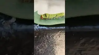 #🐛🐛🐛#unknownplace