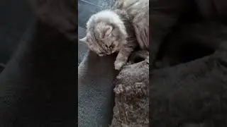 CrimeCats Scarlet want to know it are we just friends