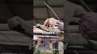 Slow Loris: Cute&hellip; or Tiny Jungle Assassin?
