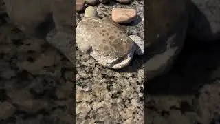 Petoskey and Charlevoix Stone - Evidence of Great Flood