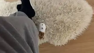 1/3飼い主の周りで遊んでいるハムスター