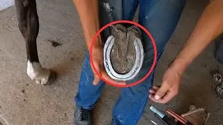 🌟 Sparkling New Hooves: The Farrier's Horseshoe Magic! #hoofcare #horse #hooves
