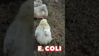 Identification and Treatment of E. Coli #chicken #poultry #poultryfarming