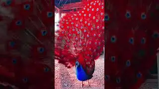 #shorts  | চমৎকার ময়ূর | Peacock | 1080p HD | RH Animals
