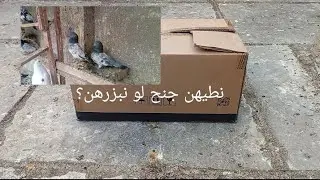 جبنالكم طيور جدد تعالوا شوفوهن  شننة 🔥