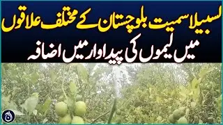 Lemon production increases in different areas of Balochistan including Lasbela - Aaj News