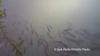 Little Grebe Attacking shoal of fish