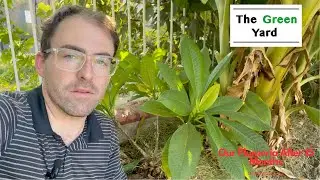 How is it GROWING? Our Plumeria Tree after 15 Months in Phoenix, AZ! (Zone 9B)